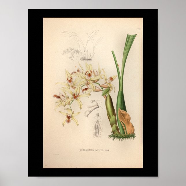 1860 Vintage Orchid Flower Print (Front)