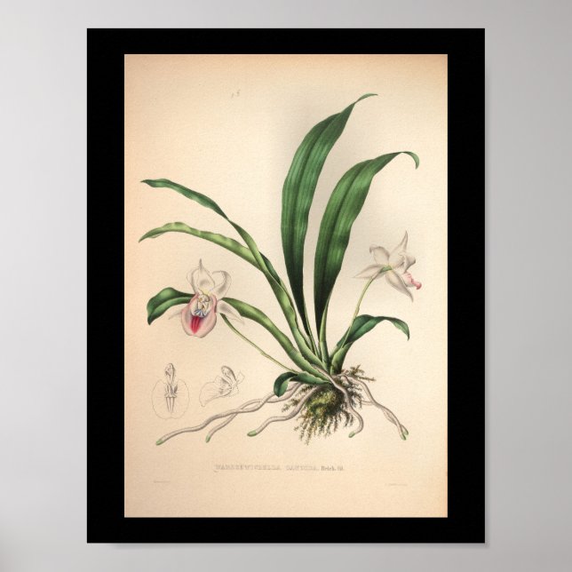 1860 Vintage Orchid Flower Print Pink (Front)