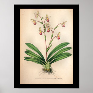 1860 Vintage Orchid Flower Print Purple