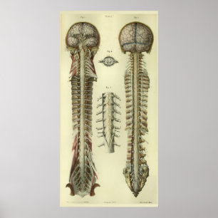 1866 Brain Spinal Cord Nerves Anatomy Print