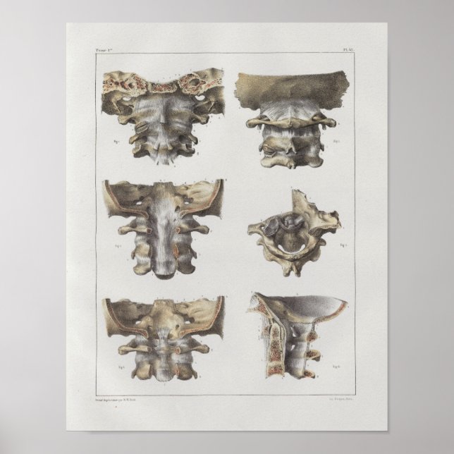 1867 Cervical Spine Vintage Anatomy Print (Front)
