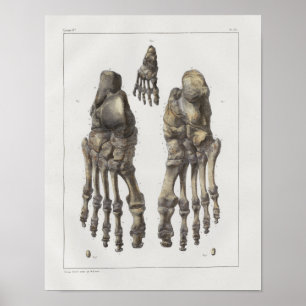 1867 Foot Ankle Bones Vintage Anatomy Print