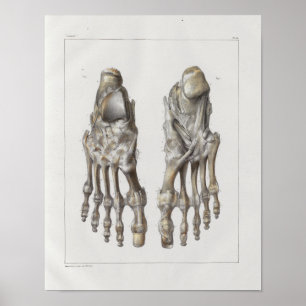 1867 Foot Bones Vintage Anatomy Print