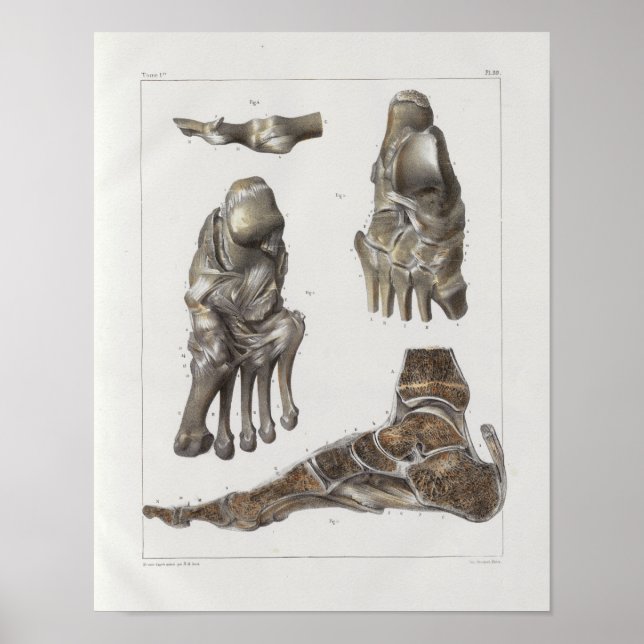 1867 Foot Bones Vintage Anatomy Print (Front)