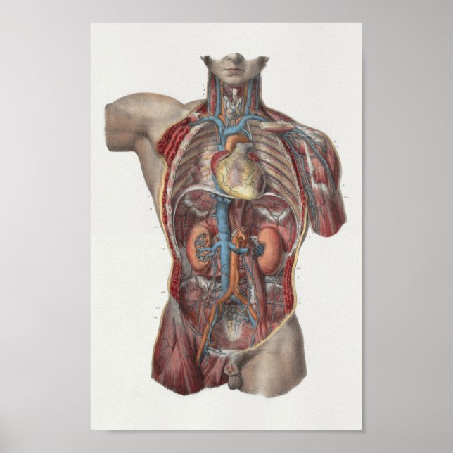 1867 Heart Kidneys Vintage Anatomy Print (Front)