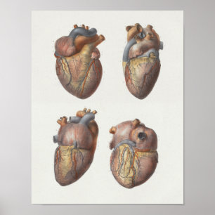 1867 Human Heart Vintage Anatomy Print