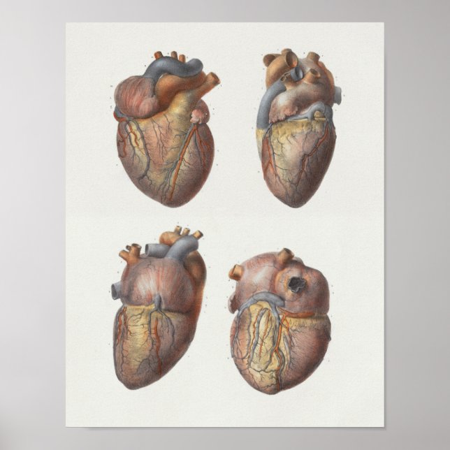 1867 Human Heart Vintage Anatomy Print (Front)