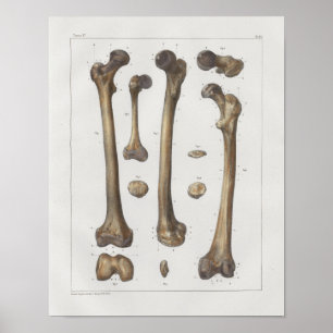 1867 Leg Femur Bones Vintage Anatomy Print