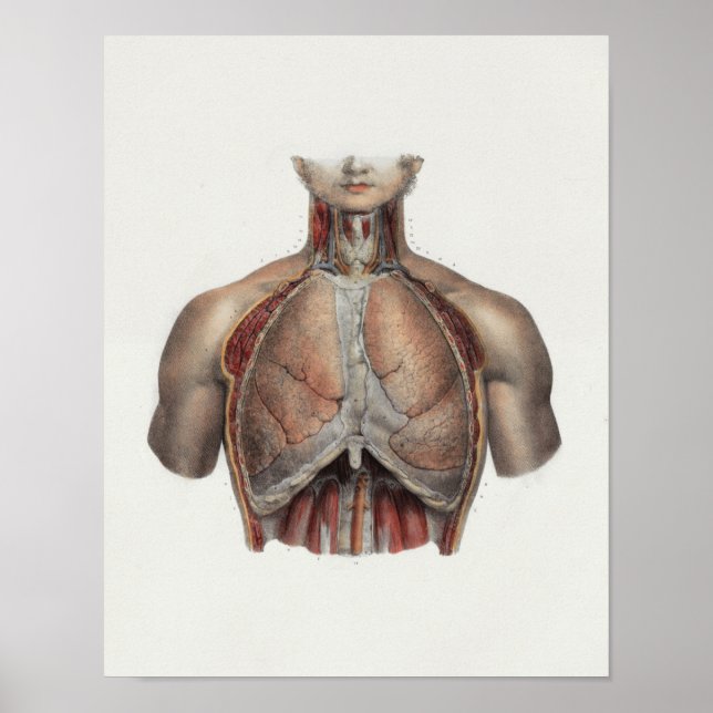 1867 Lungs Chest Vintage Anatomy Print (Front)