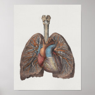 1867 Lungs Heart Vintage Anatomy Print
