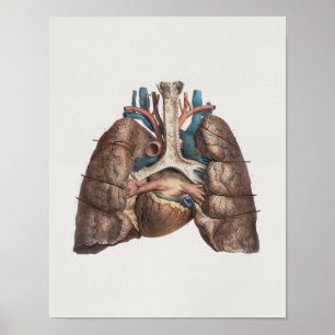1867 Lungs Heart Vintage Anatomy Print