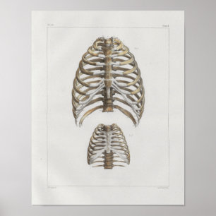 1867 Rib Cage Bones Vintage Anatomy Print