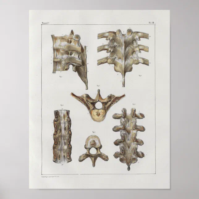 1867 Thoracic Spine Vintage Anatomy Print | Zazzle