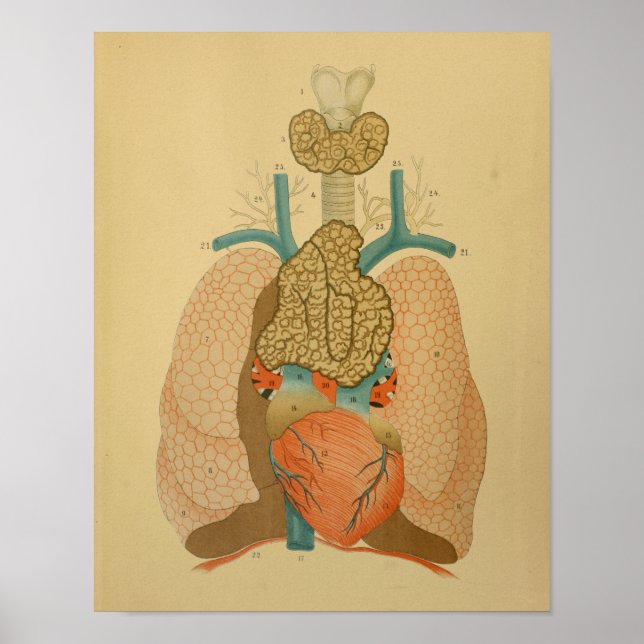 1879 Vintage Anatomy Print Heart Lungs (Front)