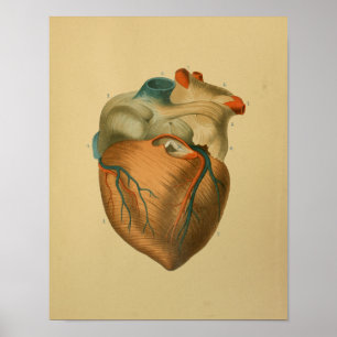 1879 Vintage Anatomy Print Human Heart
