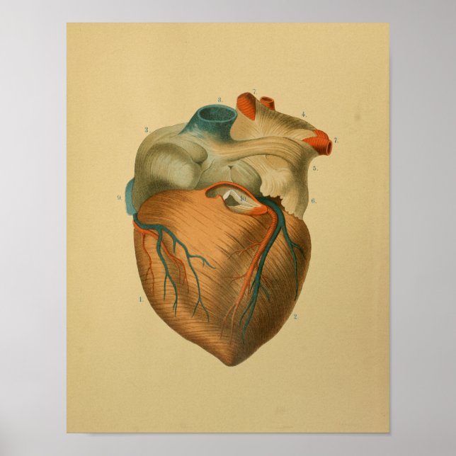 1879 Vintage Anatomy Print Human Heart (Front)