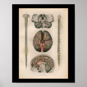 1879 Vintage Bock Anatomy Print Brain Spine