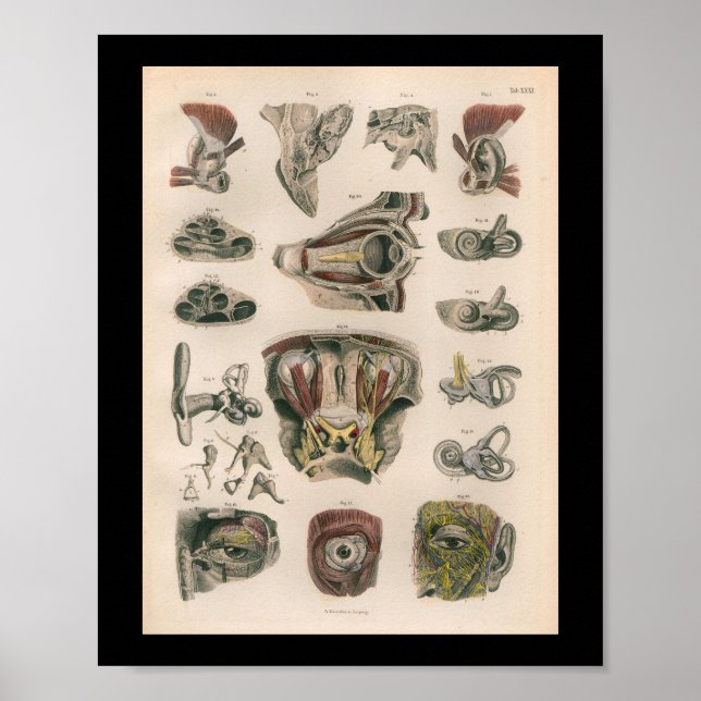 1879 Vintage Bock Anatomy Print Eye Ear (Front)