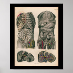 1879 Vintage Bock Anatomy Print Internal Organs