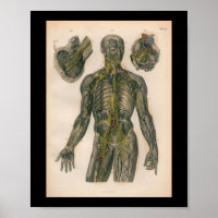 1879 Vintage Bock Anatomy Print Nerves