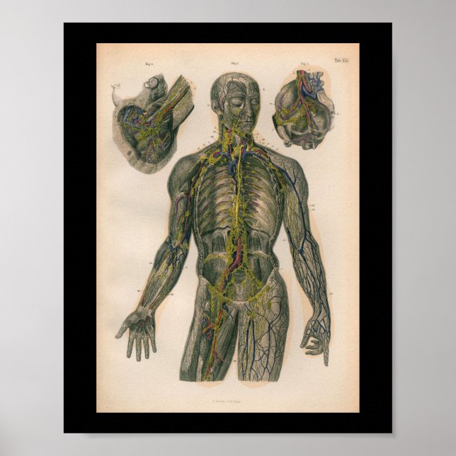 1879 Vintage Bock Anatomy Print Nerves (Front)