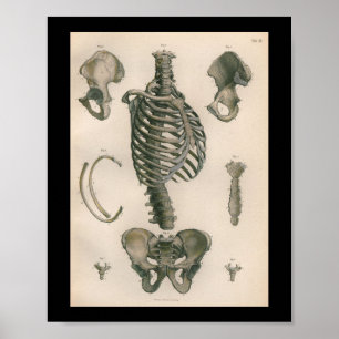 1879 Vintage Bock Anatomy Print Skeleton