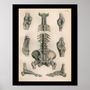 1879 Vintage Bock Anatomy Print Spine Joints