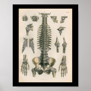 1879 Vintage Bock Anatomy Print Spine Joints