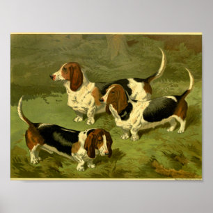 1881 Vintage Basset Hounds Print