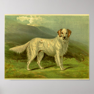 1881 Vintage English Setter Print