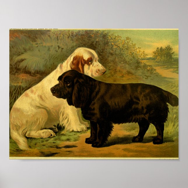 1881 Vintage Field Spaniels Print (Front)