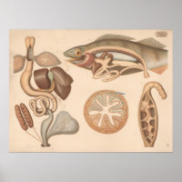 1882 Frog and Perch Digestive Organs