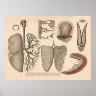 1882 Respiratory Organs Mammals Art Poster