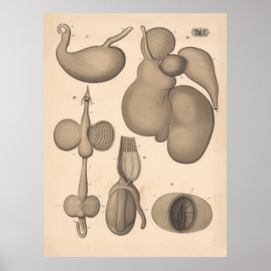 1882 Stomach Carnivores Herbivores Art Poster