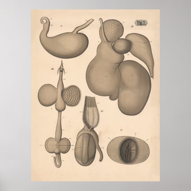 1882 Stomach Carnivores Herbivores Art Poster (Front)