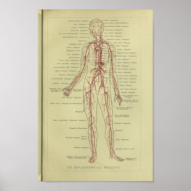 1886 Vintage Human Artery Anatomy Print (Front)