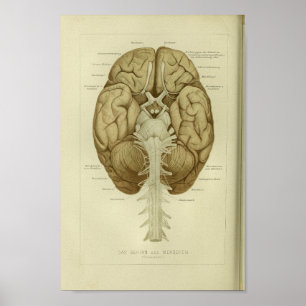 1886 Vintage Human Brain Anatomy Print