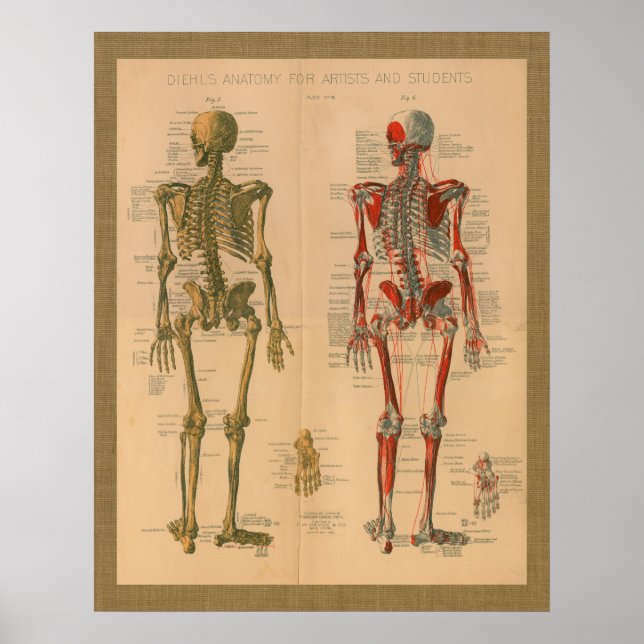 1888 Skeleton Muscle Anatomy Vintage Poster (Front)