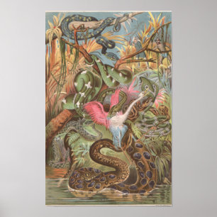 1889 Snakes of the African Jungle Poster