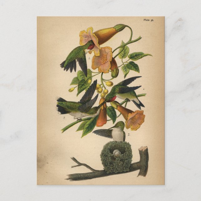 1890 Bird Postcard Ruby-throated Hummingbird (Front)