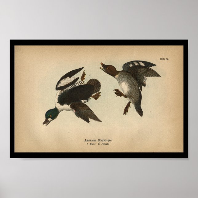1890 Bird Print American Golden-eye Duck (Front)