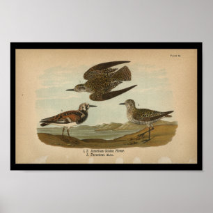 1890 Bird Print American Golden Plover