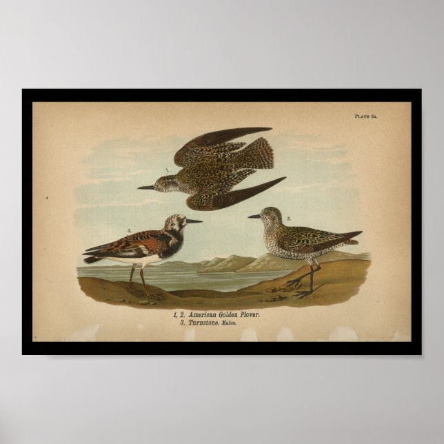 1890 Bird Print American Golden Plover (Front)