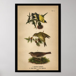 1890 Bird Print American Goldfinch