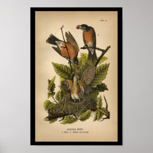 1890 Bird Print American Robin