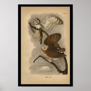 1890 Bird Print Barn Owls
