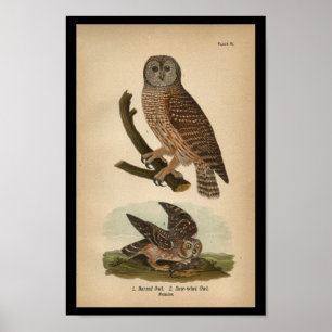1890 Bird Print Barred Owl