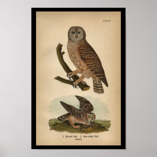 1890 Bird Print Barred Owl (Front)
