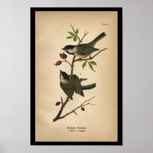 1890 Bird Print Blackcap Titmouse