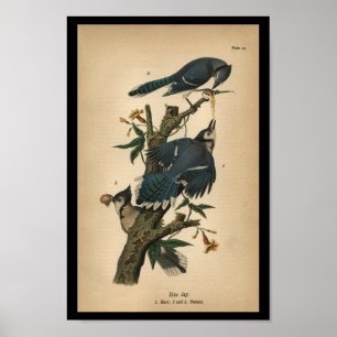 1890 Bird Print Blue Jay